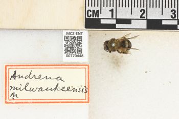 Media type: image;   Entomology 770448 Aspect: Labels